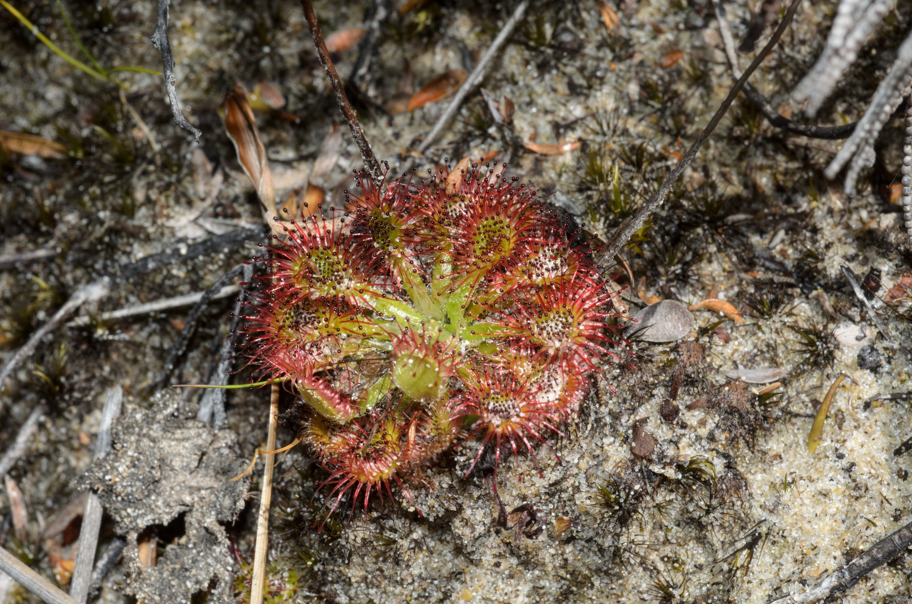 DSC_2248 – Adventure, Crispin, Freshwater, Freshwater Hut, Hut, Island, March 2017, Mason, Mason Bay, National Park, New, New Zealand, Rakiura, South, Stewart, Zealand